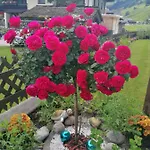 St. Christoph Homestay *